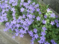 ベルフラワー20110514