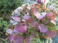あじさい20101103.jpg