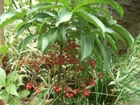 赤い実1(マンリョウ)20101206.jpg
