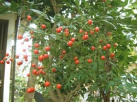 赤い実2(ナンテン)20101206.jpg