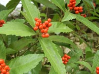 赤い実3(センリョウ)20101206.jpg