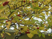 赤い実4(ウメモドキ)20101206.jpg