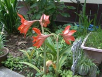 アマリリス20110526