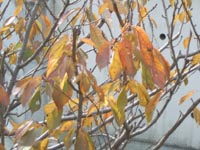 初冬景色20111127