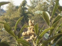 びわの花?こんな時期に?