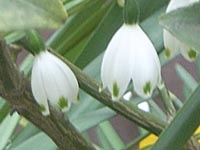春の花たち20110418