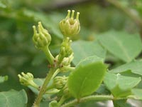 春の花たち20110418