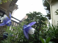 春の花たち20110418