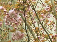 春の花たち20110418