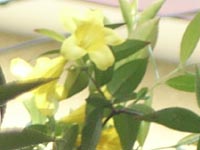 ジャスミン20110502