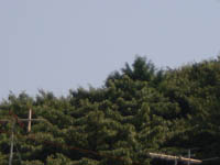 真夏の光