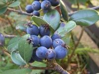 モッコクの実20101103.jpg