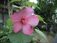 盛夏1アメリカ芙蓉