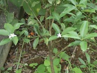 盛夏2キンカンの花