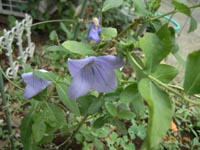 夏の草花
