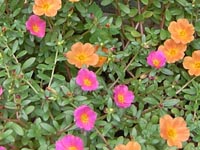 夏の草花