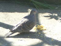 なつみかん20110401