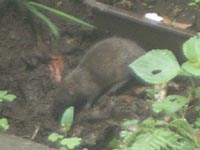 ネズミ20110613