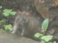 ネズミ20110613