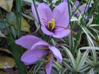 サフラン20101110.jpg
