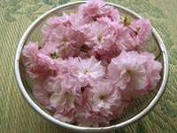 桜20110419