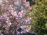 桜20110419