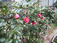 さざんかの花20110104.jpg