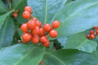 センリョウの実?写真はちょっと古いですが..