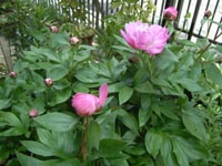 シャクヤク20110514