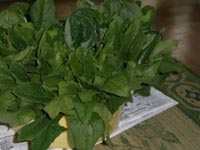 生け野菜20110510